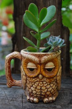 so cute, I did this with a seahorse mug, with and orchid clipping Terrarium, Cactus, Gardening, Mugs, Plants, Owl Planter, Owl Decor, Owl Mug