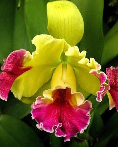 Yellow And Pink Cattleya Orchid Colorful Flowers, Bloom