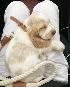 a white and brown dog laying on top of a pillow with a rope attached to it
