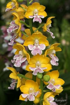 Calanthe Orchid Resim, Love Flowers