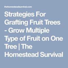 Strategies For Grafting Fruit Trees - Grow Multiple Type of Fruit on One Tree | The Homestead Survival Homestead, Types Of Fruit