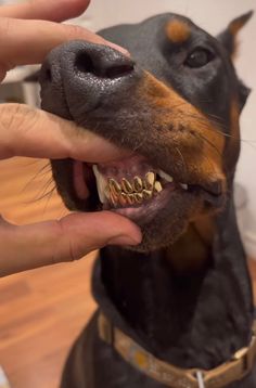 a close up of a person petting a dog's teeth with it's mouth open