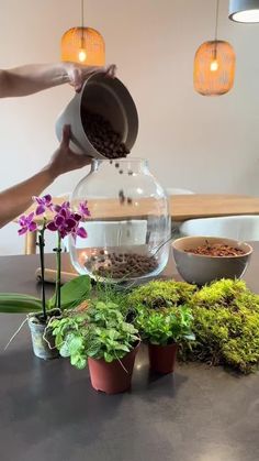 a person pours water into a bowl filled with flowers and plants on a table