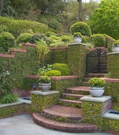 an outdoor garden with steps, bushes and potted plants