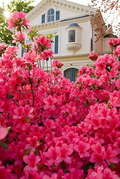 pink flowers in front of a white house