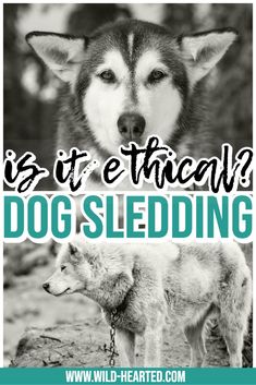 facts about dog sledding Ideas, Outdoors