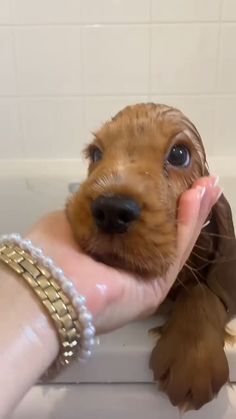 a small brown dog is being held in the bathtub
