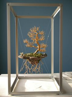 a bonsai tree is displayed in a glass box