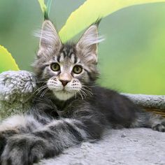 a cat laying on top of a rock next to a green leafy plant and looking at the camera