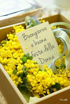 #buongiorno  #festadelladonna #donna #giornatadelladonna Flowers, Buongiorno, Mimosa Flower, Flower Boxes, Mimosa Tree, Beautiful Flowers, Flower Arrangements, Flores, Fotos