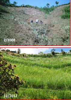 Landslide - before and after vetiver grass rehabilitation Trier, Conservation Of Natural Resources, Water Management, Land Management, Permaculture Design, Earthship, Outdoor Structures