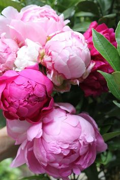 Peony info article by Kathy Woodard, plus some dazzling peony photos. One can never have too many peonies ♡ Tulips, Hoa, Rosa, Bloom, Peony, Kunst, Bloemen