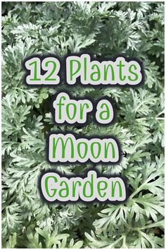 some green plants with the words 12 plants for a moon garden