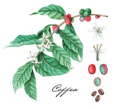 Illustrators, Behance, Ink, Illustrations, Botanical Art, Botanical Prints