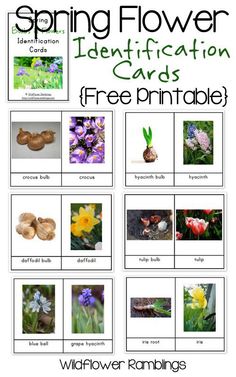Let these spring flower & bulb identification cards help your child learn about the exciting life growing around them in the springtime!
