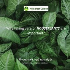 Houseplants are beneficial to your health in more ways than one. Why? They essentially do the opposite of what we do when we breathe: they release oxygen and absorb carbon dioxide. For more info, visit us at: 🌐www.nextdoorgarden.online #nextdoorgarden #houseplant #garden #hangingplants #gardentips #gardenlife #iloveplant #instaplant #freeshipping #plant #gardening #nature #neighborhood #flower #environtmental #sharing #lovegardening #gardeningismytherapy Care