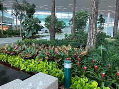 an airport lobby filled with lots of green plants and trees in the middle of it