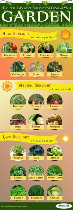 the garden poster shows different types of vegetables