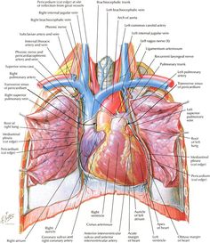 an image of the anatomy of the heart