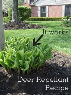 Plants, Ideas, Amigurumi Patterns, Planting Flowers, Shaded Garden, Deer Resistant Plants, Deer Repellant Plants, Deer Resistant Perennials, Deer Repellant