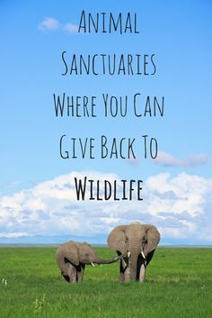 See majestic animals in a setting that helps instead of hurts. Majestic Animals, Wildlife Tourism, Nature Animals, Sanctuary, Kindness