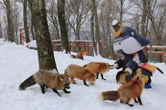 A place where feral foxes roam free! Miyagi, Fox, Japanese Fox, Fox Village Japan, Fox Farm, Cat Island, Bunny Island, Animaux, Pet Fox