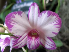 Orchid: Dendrobium 'Enobi Purple' Dendrobium Orchids, Phalaenopsis Orchid, Phalaenopsis, Orchid