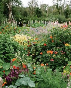 a garden filled with lots of different types of flowers