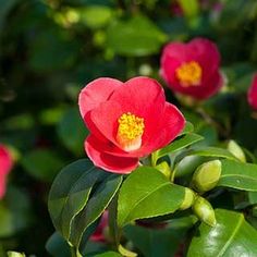 Plants, Flowers, Planting Flowers, Camellia, Yuletide Camellia, Flower Garden, Red Flowers, Flores, Flowers Perennials