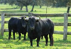 two black cows standing next to each other on a lush green field in front of a wooden fence