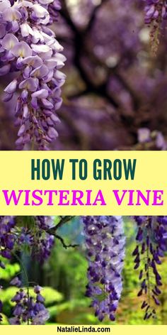 purple wisteria flowers with text overlay how to grow wisteria vine