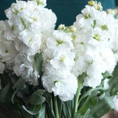 white flowers are in a vase on a table