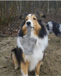 a collie dog with a glove in its mouth