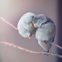 I Document A Storybook Love Between My Pastel Parrotlets, And The Result Will Melt Your Heart Tandem, Bird, Birds, Terrier, Malinois, Quarter Horse, Bird Photography