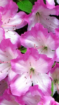 pink and white flowers with green leaves in the background