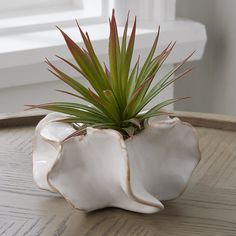 a plant in a white ceramic pot on a wooden table