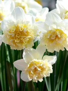 white and yellow flowers with green stems