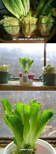 two pictures of lettuce growing in a window sill, with the caption grow it again