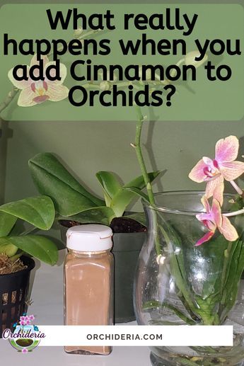 Gardening, Orchid Diseases, Growing Orchids, Orchid Care, Cymbidium Orchids Care, Repotting Orchids, Cymbidium Orchids, Phalaenopsis Orchid Care, Orchid Roots