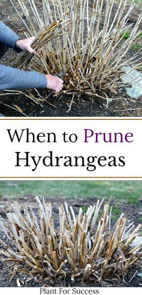 Flora, Shaded Garden, When To Prune Hydrangeas, Pruning Plants, When To Plant Hydrangeas, Pruning Hydrangeas, Planting Hydrangeas, Planting Herbs, Growing Hydrangeas