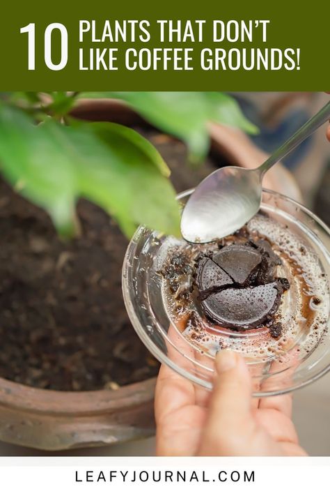 Discover the secrets of gardening with our guide to '10 Plants That Don't Like Coffee Grounds!' ☕🌱 Learn which plants thrive and which ones to avoid when using coffee grounds as fertilizer. Your garden will thank you for these tips! Plants, Rose Fertilizer, Coffee Plant, Plant Food Diy, Natural Fertilizer, Garden Coffee, Greenhouse Plants, Veggie Garden, Garden Seeds