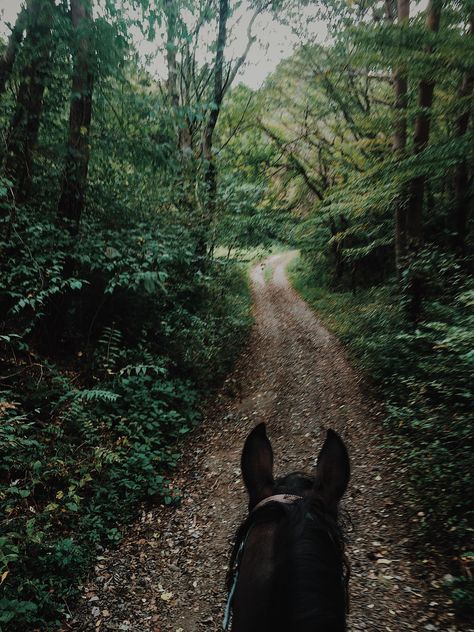 My first ride of autumn today. No red leaves but it definitely feels like fall! Country, The Great Outdoors, Autumn, Appaloosa, Trail Riding, Trail Riding Horses, Horse Farms, Horse Trails, Farm