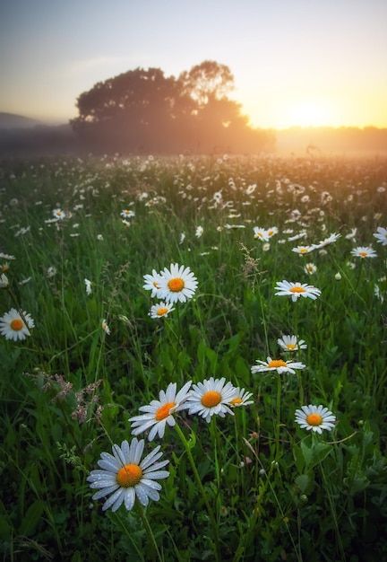 Majestic daisy field and beautiful summe... | Premium Photo #Freepik #photo #green-land #grassland #meadow #grass-field Nature, Beautiful, Photo, Flores, Pretty Plants, Daisy, Green Pictures, Plant Aesthetic, Meadow