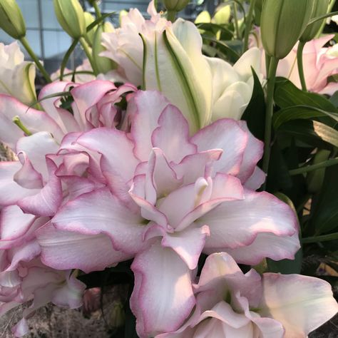Oriental, Lily Flower Seeds, Lily Plant, Lily Plants, Lily Flower, Lily Garden, Lilium Flower, Lilies Flowers, Oriental Lily