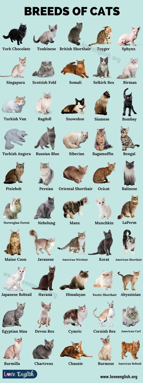 Cat Breeds Cat Breeds, Cat Breeds List, Cat Breeds Chart, Types Of Cats Breeds, Popular Cat Breeds, Different Breeds Of Cats, Most Popular Cat Breeds, Breeds, Rare Cat Breeds