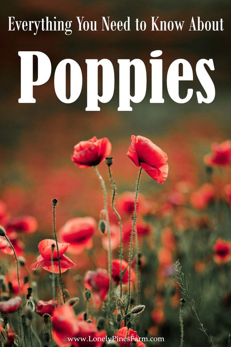 Types Of Poppy Flowers, Poppy Companion Plants, Growing Poppies From Seed, Poppies Garden, Planting Poppy Seeds, Poppy Flower Garden, Poppies Flower, Poppy Flower Seeds, Growing Poppies