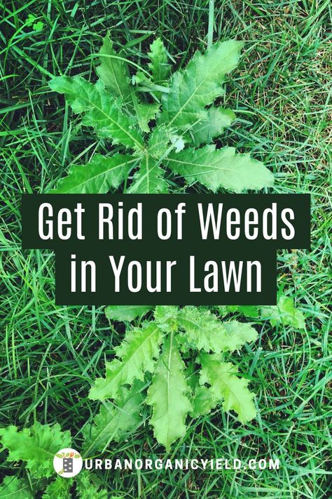 Gardening, Ideas, Florida, Kill Weeds Naturally, How To Kill Grass, Kill Weeds Not Grass, Weeds In Lawn, Yard Weeds, Killing Weeds