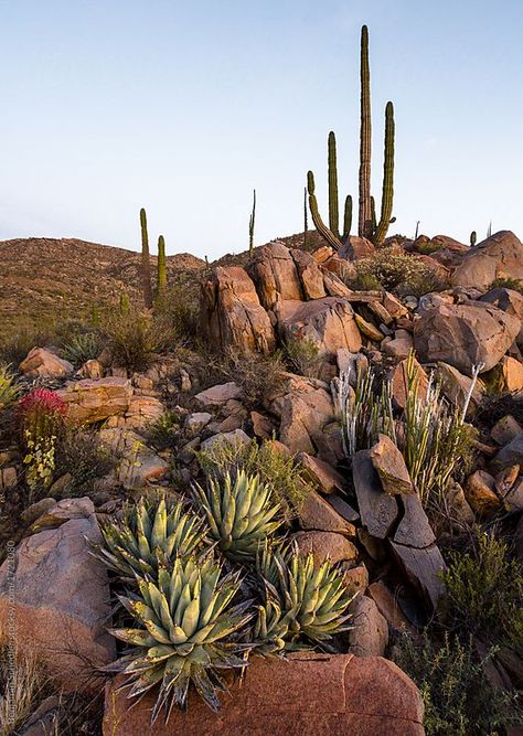 Nature, Desert Plants, Desert Cactus, Palm Springs, Baja Mexico, Desert Hills, Desert Area, Desert Mountains, Desert Landscaping