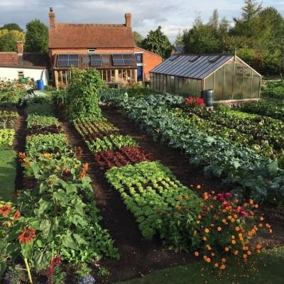 Vegetable Garden, Outdoor, Vegetable Garden Design, Garden Planning, Gardening, Vegetable Garden For Beginners, Gardening Tips, Gardening For Beginners, Veggie Garden