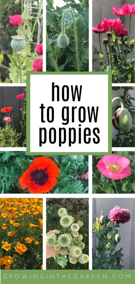 Hibiscus, Ideas, Planting Flowers, Growing Poppies Indoors, Planting Poppies, Growing Poppies, Grow Wildflowers, Growing Flowers, Flowers Perennials